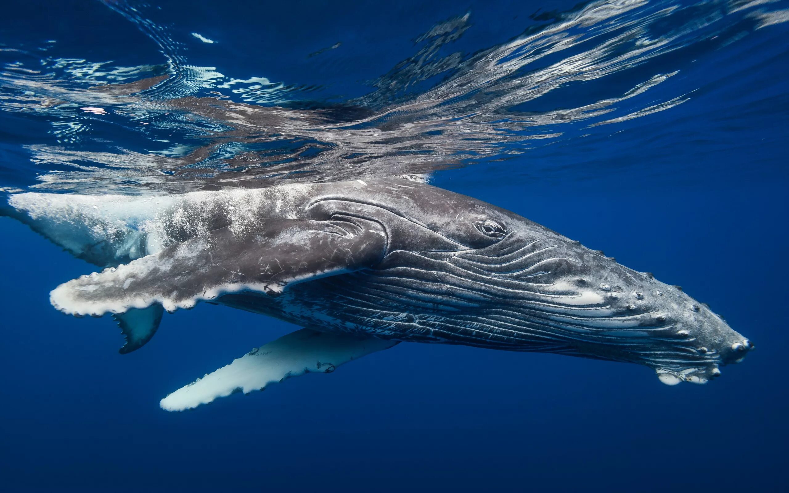 Кит Горбач. Китообразные горбатый кит. Горбач горбатый кит. Горбатый кит (Megaptera novaeangliae).