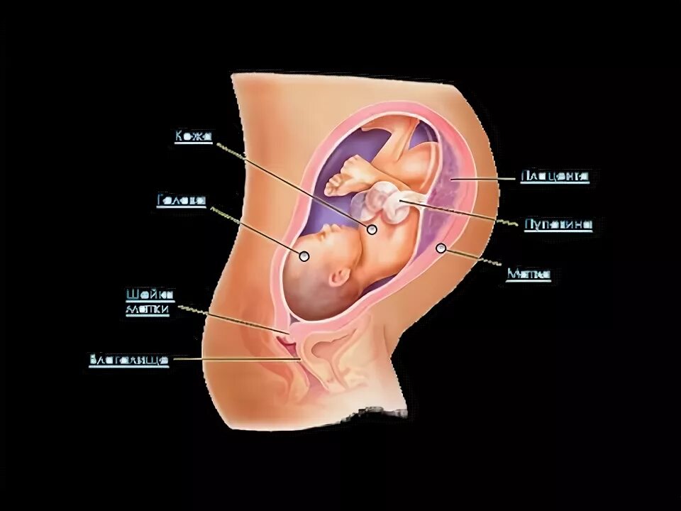 Мочевой пузырь на 36 неделе. Органы беременной на 36 неделе. Плод давит на мочевой пузырь 36 недель. 36 недель икает