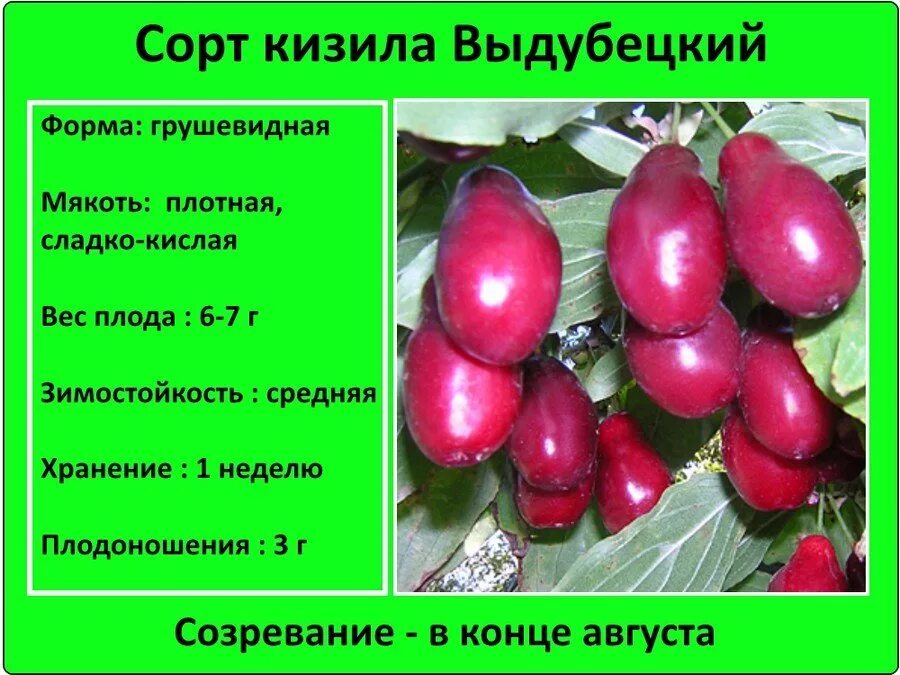 Кизил владимирский описание сорта. Кизил сорт грушевидный. Кизил сортовой. Кизил фото и описание.