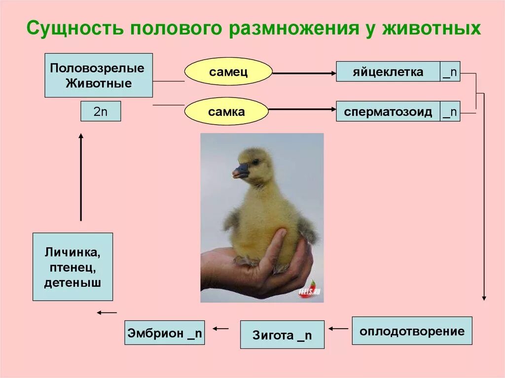 Какие два типа размножения различают в живой. Половое размножение животных. Сущность полового размножения. Полового размножения у животных. Пример размножения у животных.