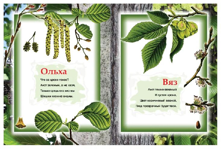 Ольха песня. Дерево с сережками. Детские стихи про деревья. Ольха песня. Иосиф песнопевец ольховые смотрины 17 апреля.