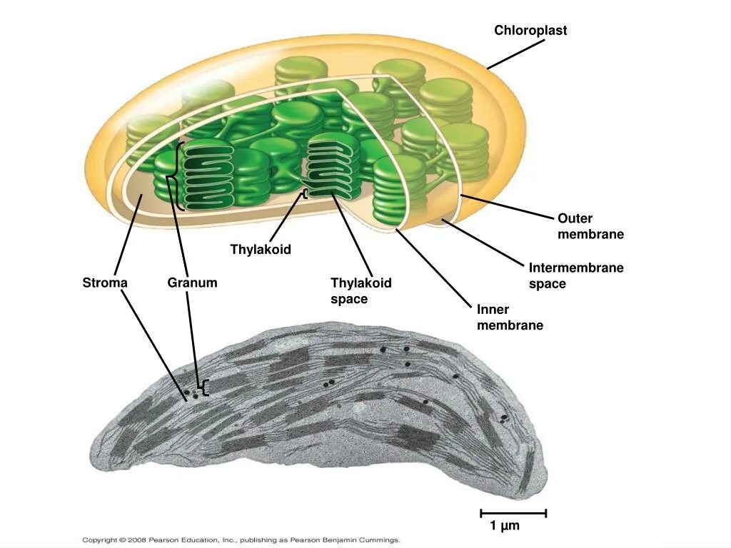 Хлоропласт изображен. Мембрана тилакоида митохондрии. Хлоропласт строение Гранум. Строма хлоропласта. Строение хлоропласта Строма.