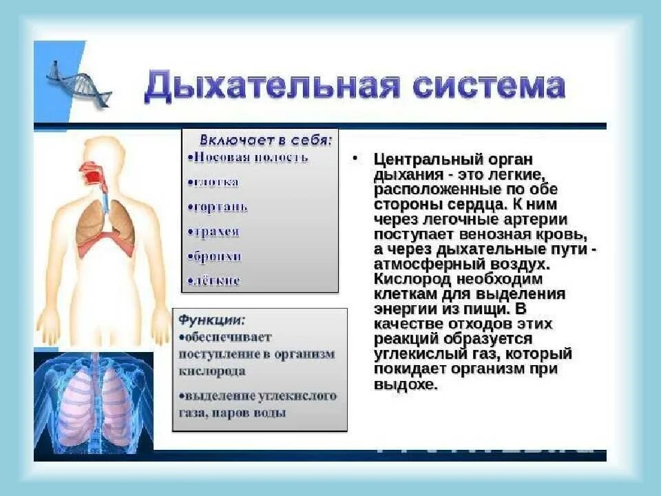 Какова роль защитных реакций дыхательной системы. Органы дыхания. дыхательная система организма. дыхательная система органов дыхания. строение дыхательной системы человека.