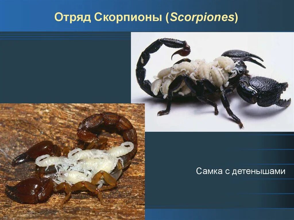 Паукообразные отряд Скорпионы. Представители скорпионов названия. Отряд Скорпионы представители отряда. Представители паукообразных отряд Скорпионы.