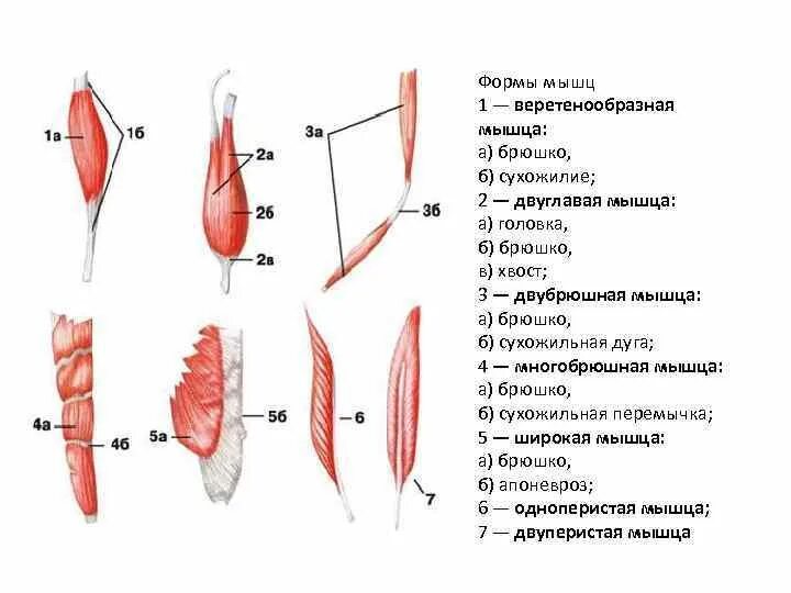 В состав мышцы входит. Формы мышц. Веретенообразная мышца. Мышцы по форме бывают. Перечислите различные формы мышц.