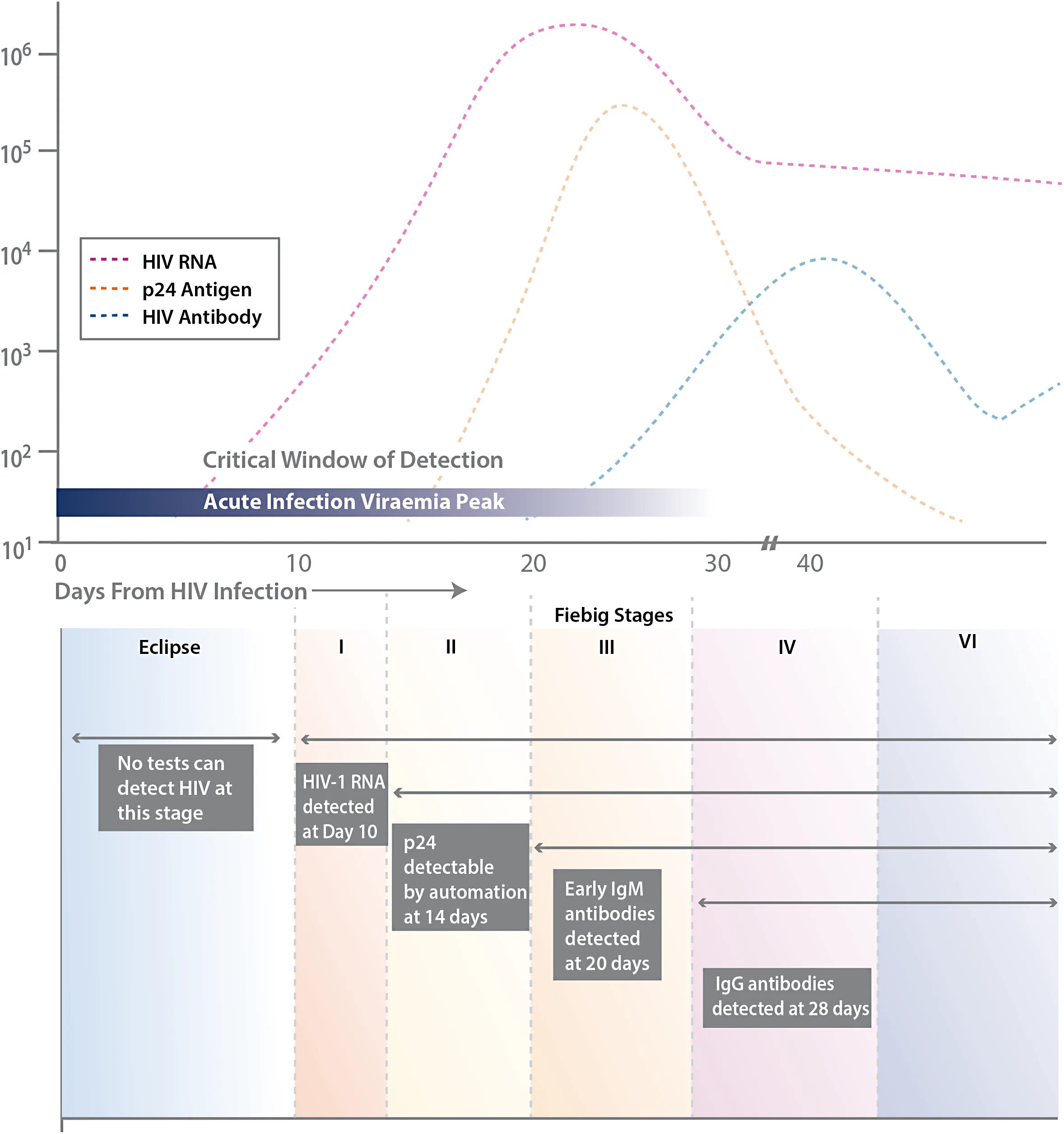 P24 вич 1. HIV p24. HIV p24 когда сдавать. Тест Toyo HIV. HIV Multivariable Analysis fig1.