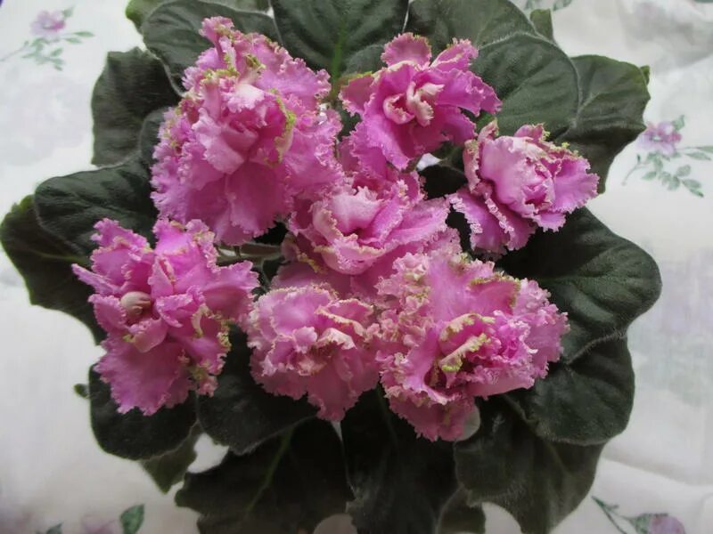 ле сестра королевы. сенполия сорта сестра королевы. ле сестра королевы. сенполия сестра королевы. сенполия сорта сестра королевы.