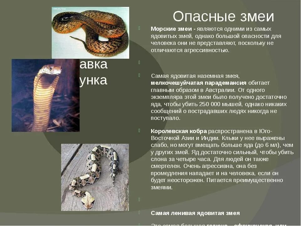 Ядовитые змеи доклад. Презентация про ядовитых змей. Доклад про ядовитую змею. Сообщение про самую ядовитую змею.