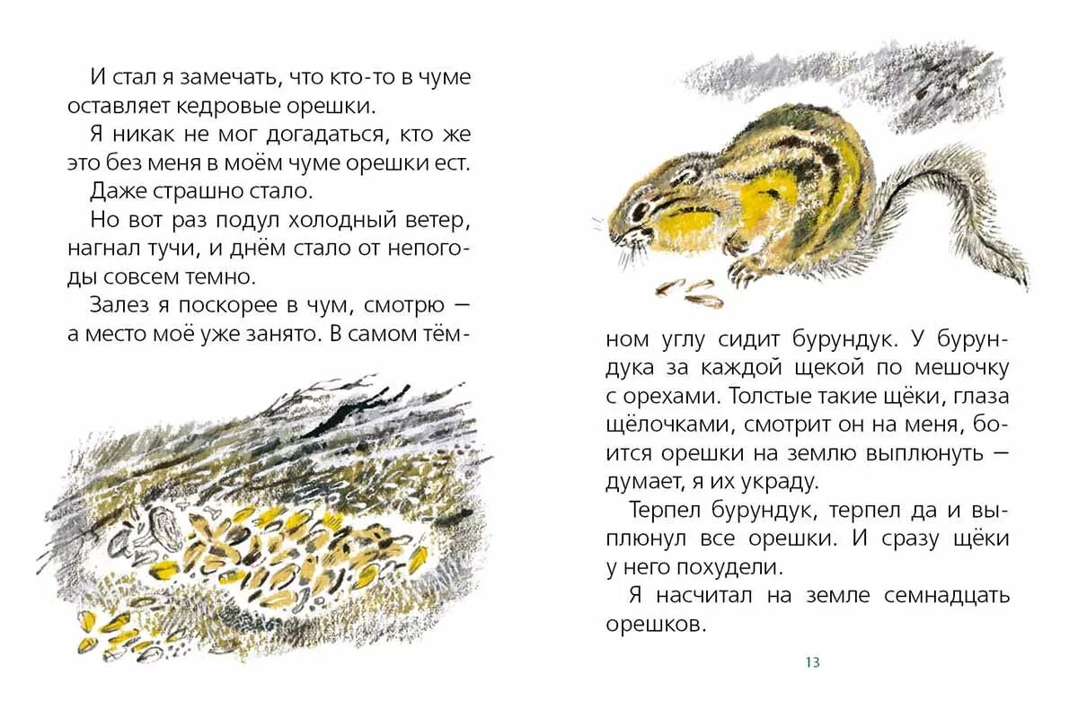 Рассказ хитрый бурундук. Снегирев г. Снегирев г. "хитрый бурундук". Снегирев г.