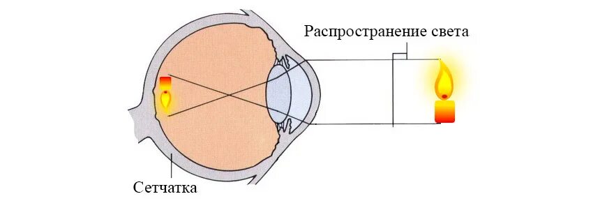 Проецирование изображений на сетчатку. Воздействие источников света на сетчатку глаза. Сетчатка как строится изображение. Какое изображение проецируется на сетчатку глаза.