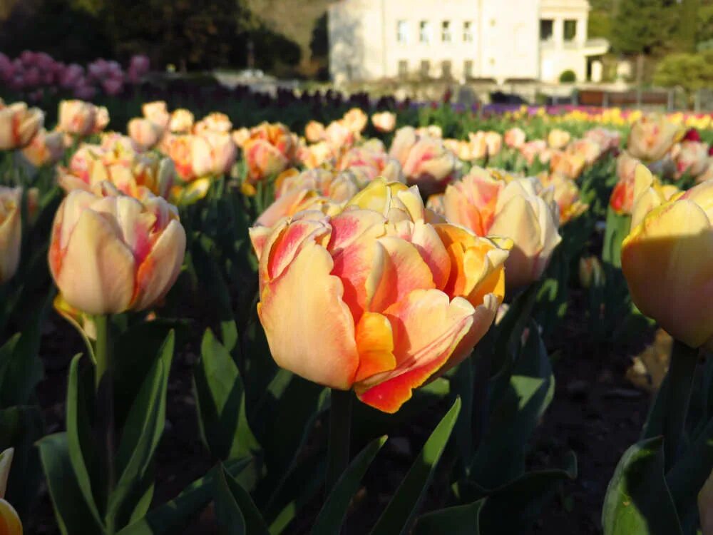Тюльпан евпатория. Ботанический сад мгу аптекарский выставка тюльпанов. Никитский ботанический сад в крыму тюльпаны. Аптекарский огород цветение тюльпанов. Аптекарский огород мгу тюльпаны.