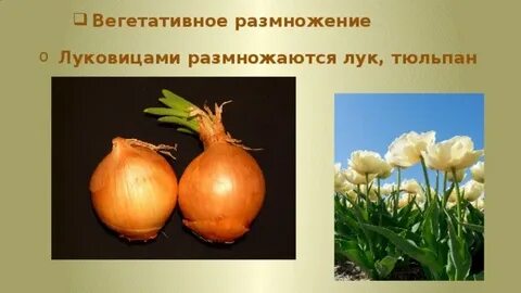 Лук семена размножение
