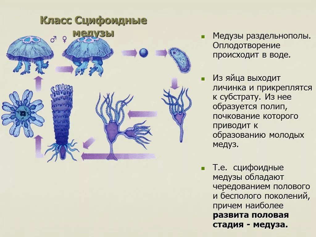 Является бесполым поколением. Личинка сцифоидных медуз. Размножение сцифоидных 7 класс биология. Строение эфиры сцифоидной медузы. Жизненном цикле сцифоидных медуз.