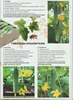 Опыляемые сорта огурцов