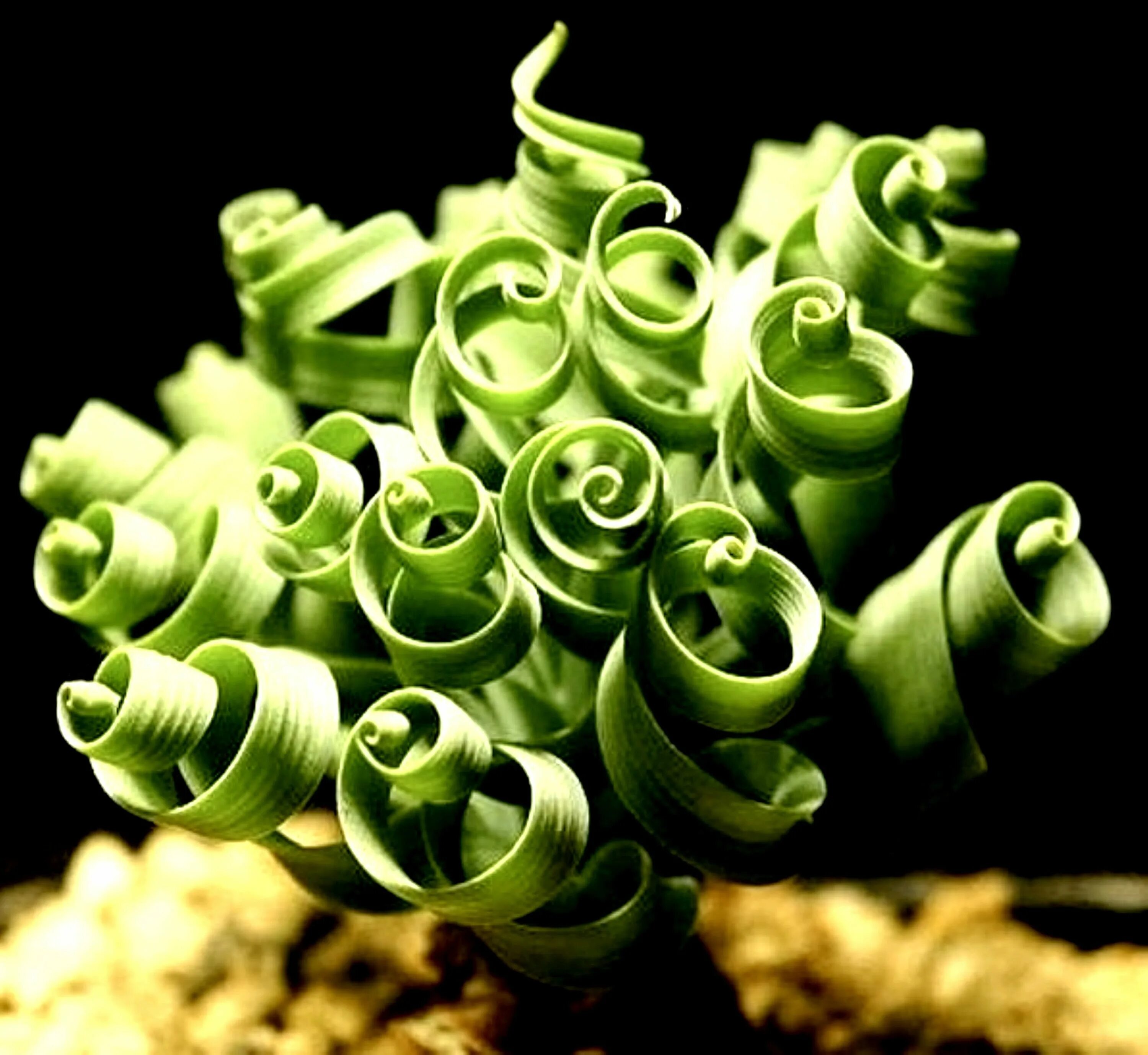 Папоротник орляк молодой. Усики растений. Алоэ филлотаксис. Альбука спиральная. Спиралевидные растения.