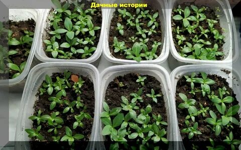 Всходы эустомы