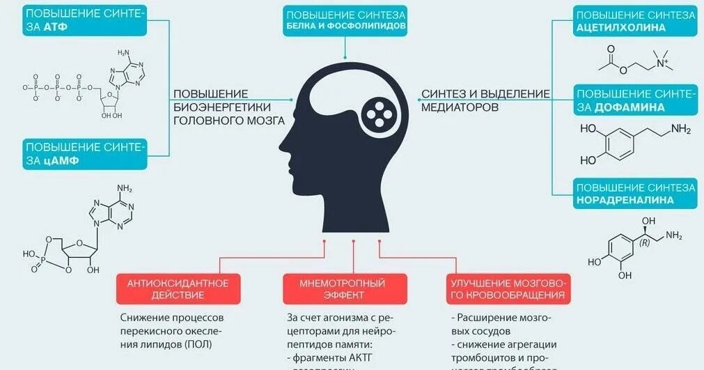 Мозги терапия инструкция. Механизм действия ноотропных препаратов схема. Механизм действия ноотропов схема. Ноотропные препараты механизм действия фармакология. Ноотропы механизм действия.