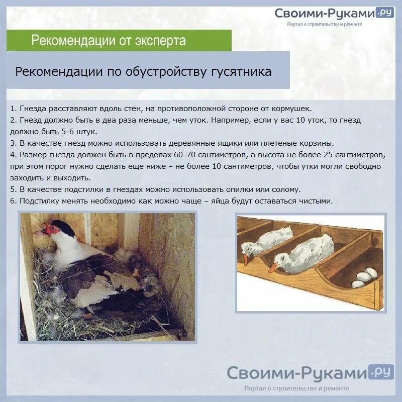 Муларды содержание и уход