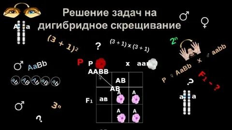Задание на дигибридное скрещивание