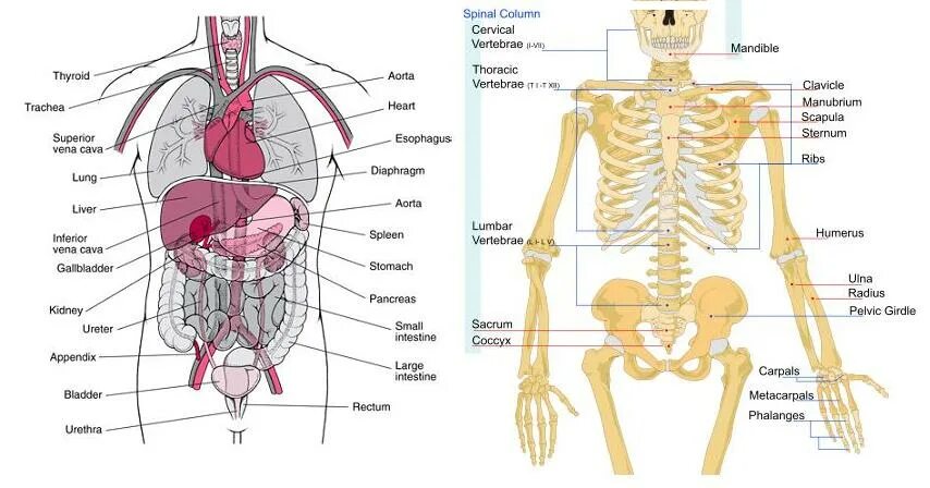 Где находится картинки. Строение человека скелет и органы. Скелет человека анатомия с органами. Скелет человека с описанием внутренних органов. Фото скелета описанием внутренних органов.