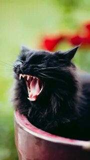 Орущий черный кот