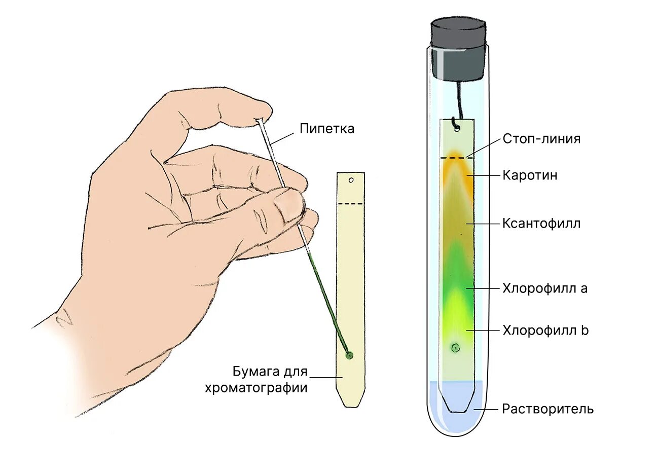 Разделение пигментов листа метод. Разделение хлорофилла хроматография. Бумажная хроматография пигментов растения. Хроматография пигментов листа. Хроматография Разделение пигментов листа.