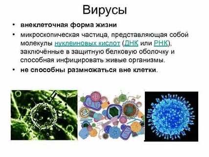 Какие есть внеклеточные организмы
