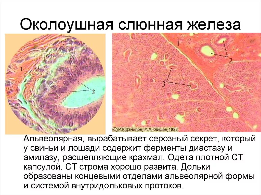 Околоушная железа гистология препарат. Функции околоушной железы гистология. Околоушная слюнная железа человека гистология. Околоушная слюнная железа гистология препарат. Околоушная железа является железой