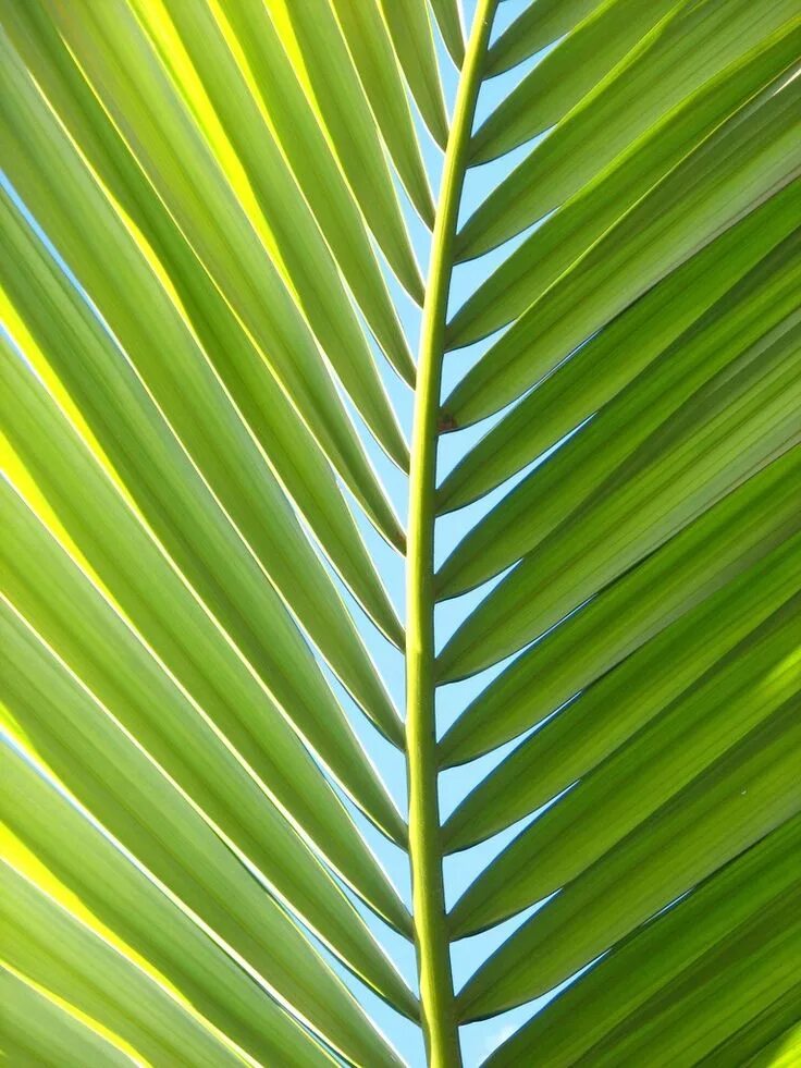 Тропические листья. Тропические пальмовые листья. Листья тропических растений. Тропическая листва.