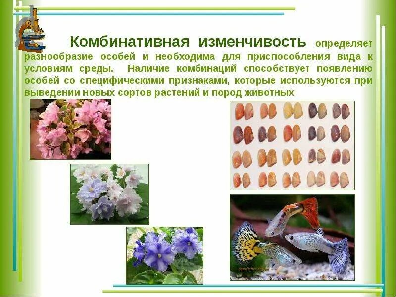 Что определяет многообразие. Комбинативная изменчивость у растений. Комбинативная изменчивость примеры. Примеры комбинативной. Примеры комбинативной изменчивости.