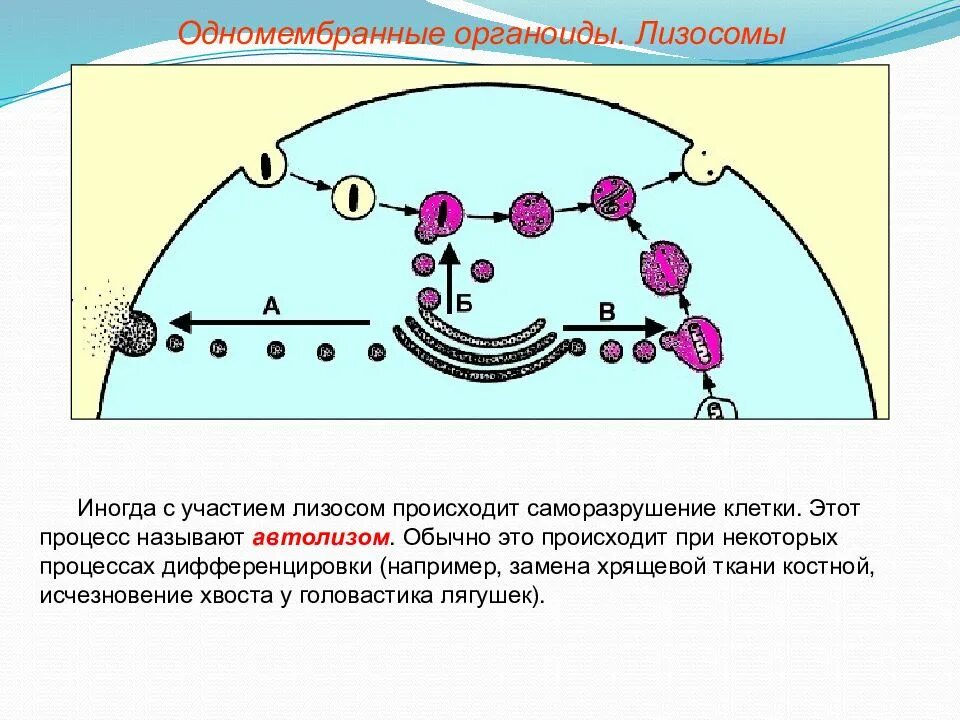 Осуществляется направленное перемещение и дифференцировка клеток