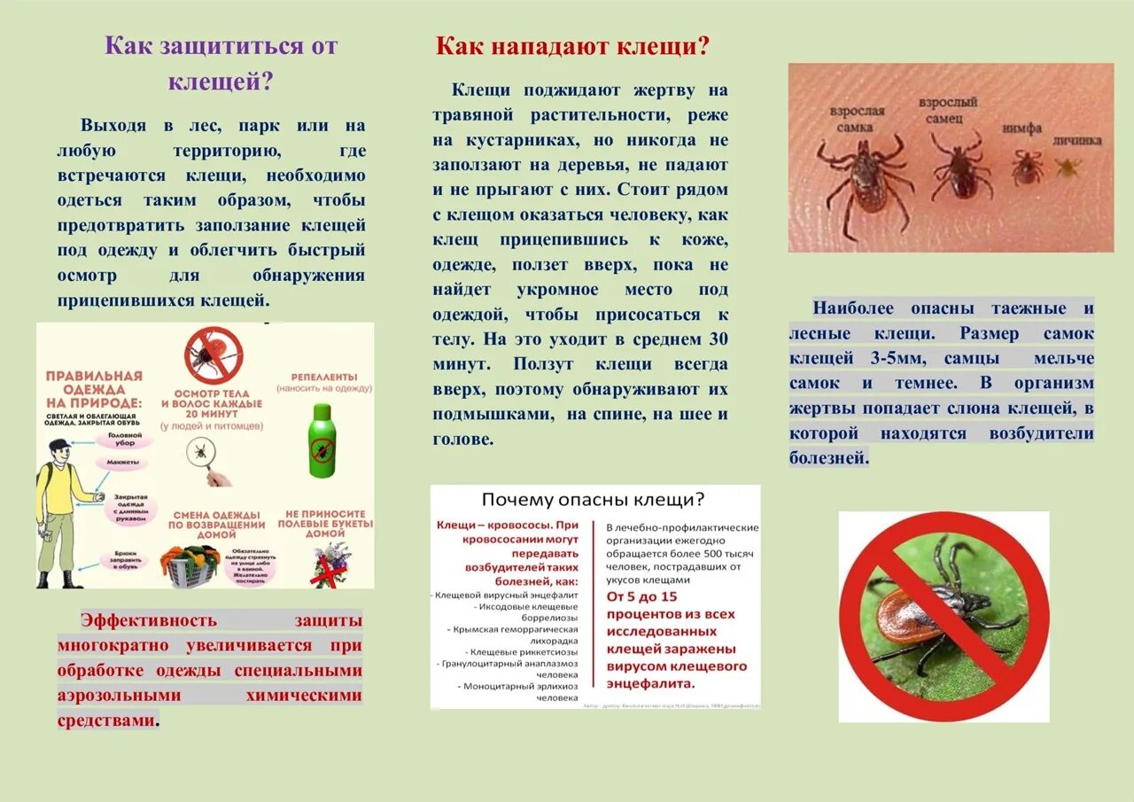 Осторожно клещи картинки. Осторожно клещи. Осторожно клещи инструктаж для детей. Осторожно клещи для средней группы. Минутка безопасности клещи.