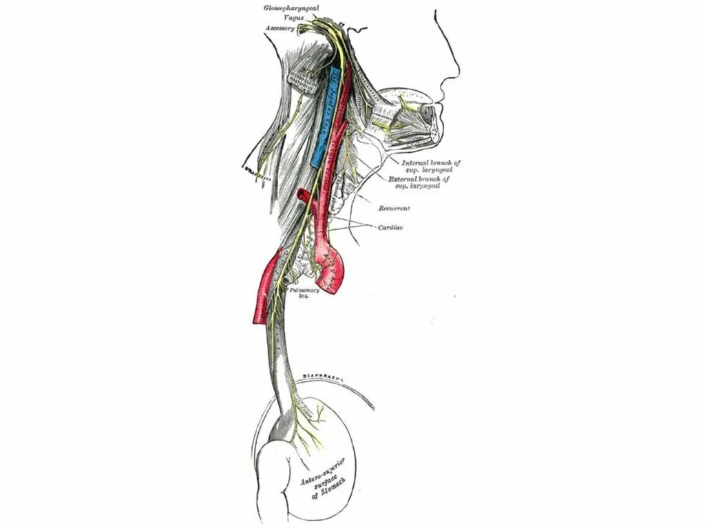 Иннервация блуждающего нерва. Блуждающий нерв и диафрагмальный нерв. Диафрагмальный нерв неврология. Топография блуждающего нерва. Ход блуждающего нерва анатомия.