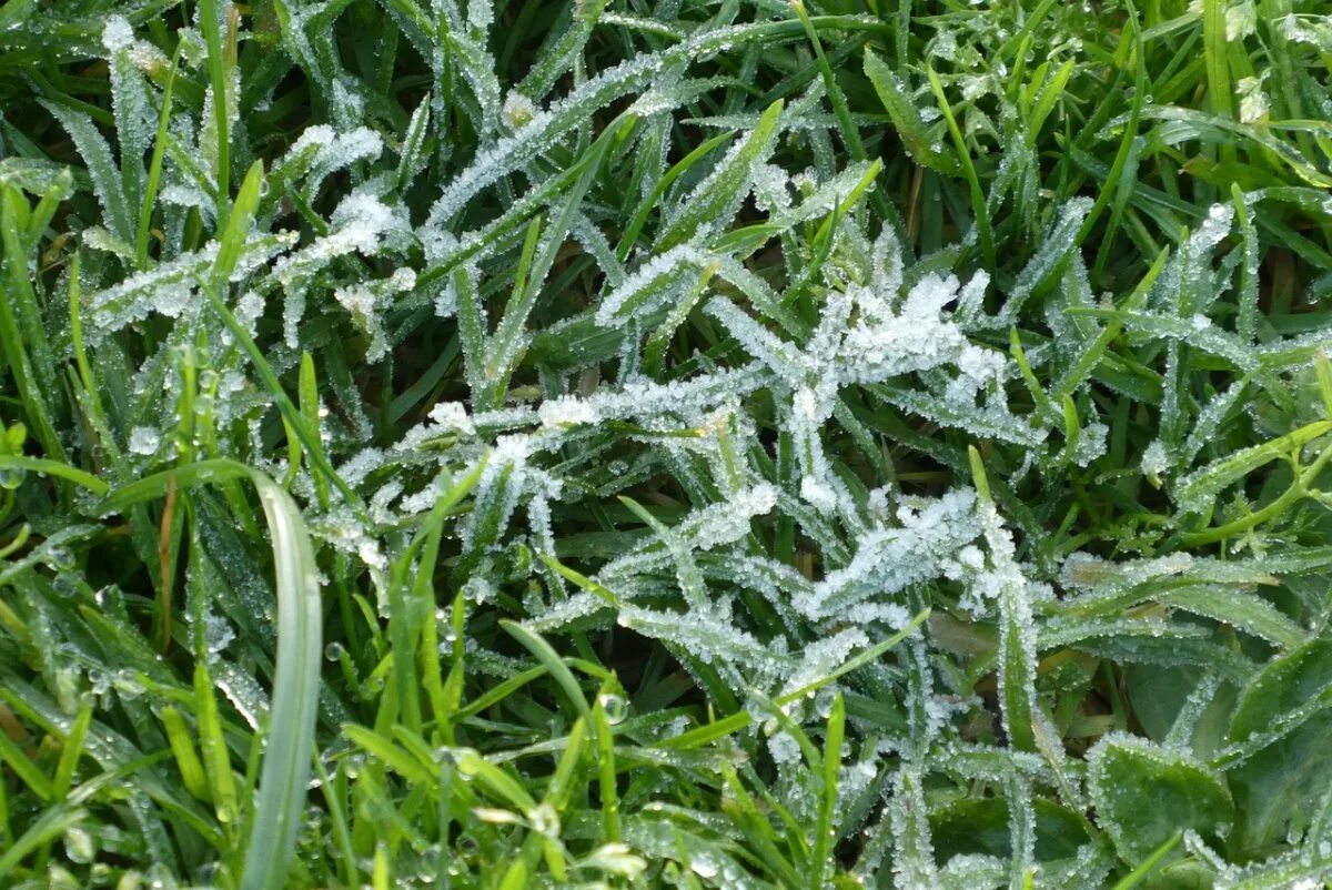 Заморозки. Заморозки на траве. Ледяная трава. Первые заморозки.