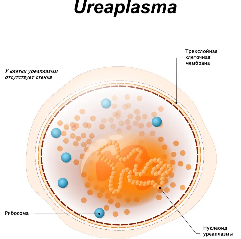 Уреаплазма микрофлора. Уреаплазма строение клетки. уреаплазма-ureaplasma urealyticum. микоплазмы и уреаплазмы.