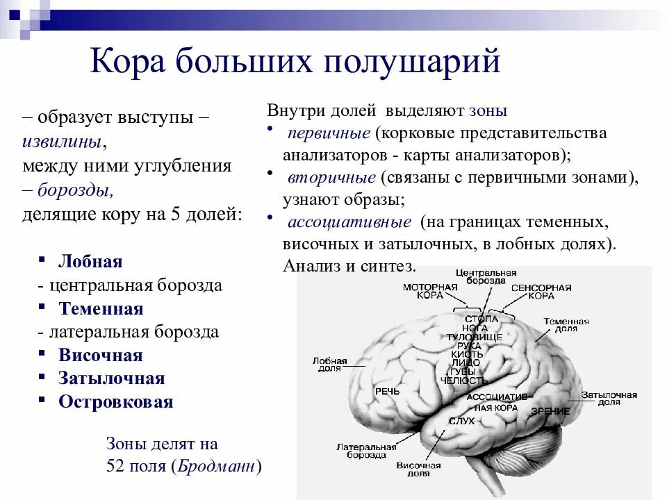 Извилины коры больших полушарий. Борозды и доли коры больших полушарий. Расположение долей коры больших полушарий