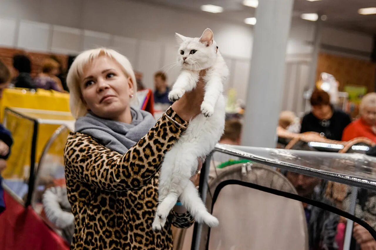 Выставка кошек. Победитель выставки кошек. Выставка котов в Москве. Международная выставка кошек.