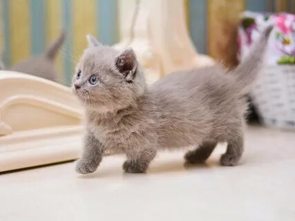 Котята Фото Цены.