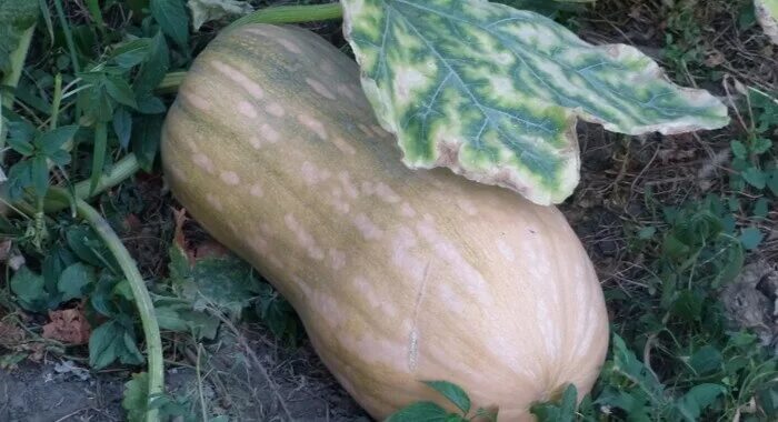 Тыквы уход в открытом грунте. Тыква растет. полосатая тыква. тыква в открытом грунте. тыква полосатая вытянутая.