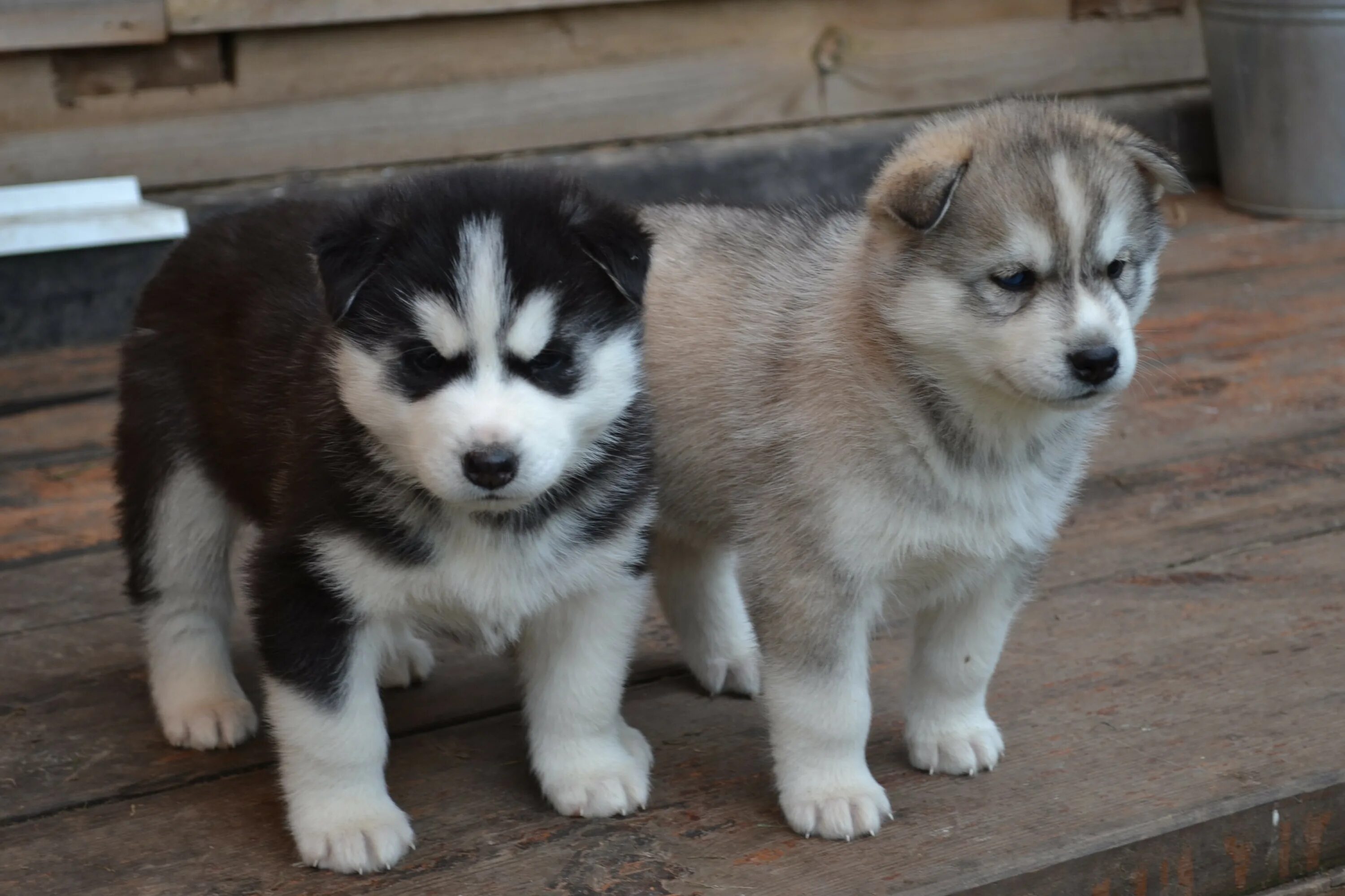 недорогие далматинцы. собачий приют в омске. пушистая колли. щенки г омск. маламут омск.