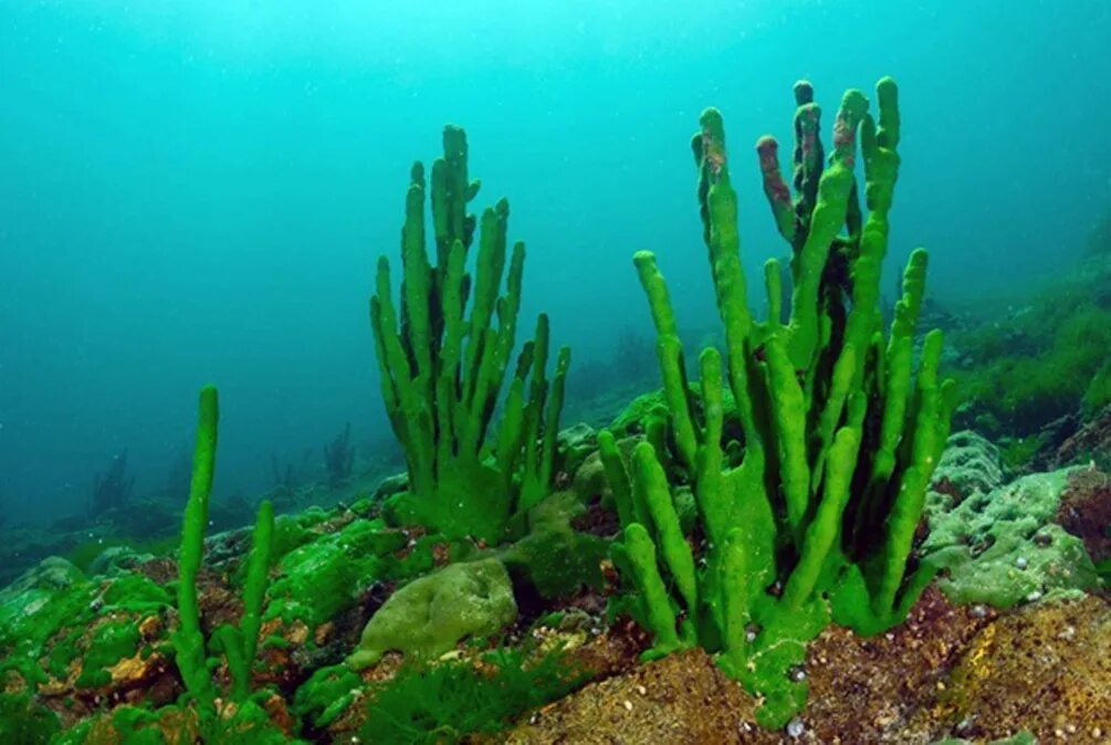 Живые организмы байкала. Lubomirskia Baicalensis (Байкальская губка). Озеро Байкал Пресноводные губки. Водоросли эндемики Байкала. Байкальские губки эндемики.