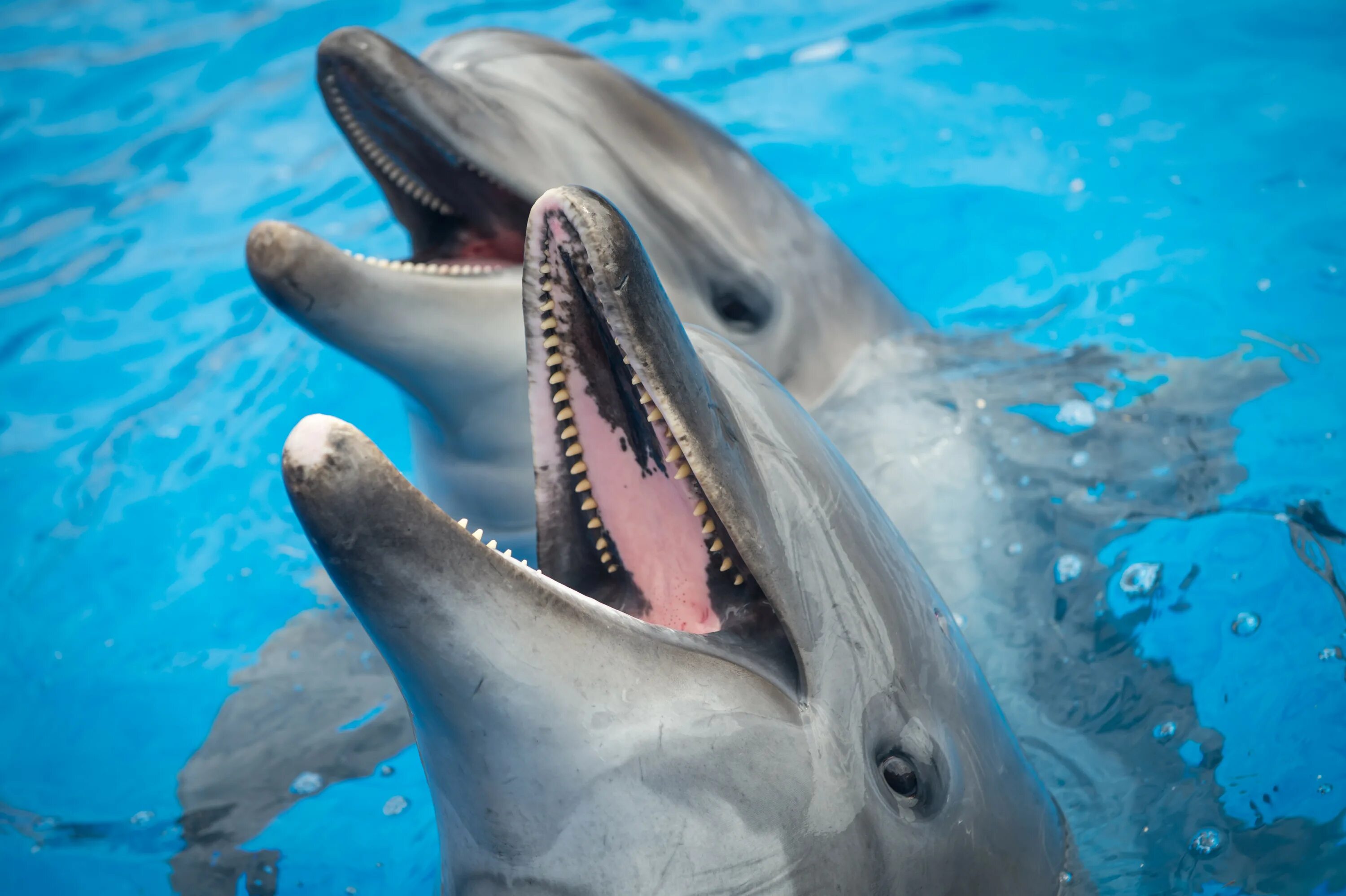 Фотообои дельфины. Dolphins evil. Северная афалина. Китообразные афалина. Дельфин улыбается.