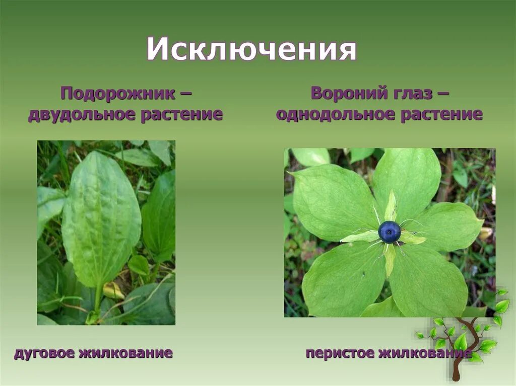 Жилкование покрытосеменных. Жилкование листа Вороньего глаза. Подорожник двудольное растение. Вороний глаз жилкование. Вороний глаз систематика.