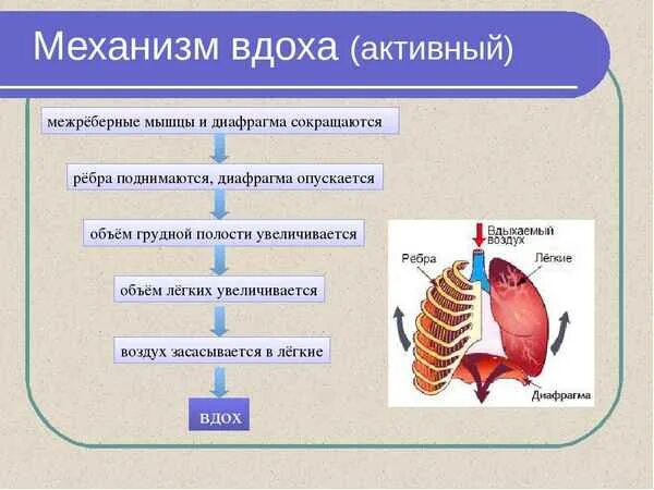 Установи какой орган обеспечивает. Механизм дыхательных движений вдоха и выдоха. Дыхательные движения схема вдох выдох. Механизм вдоха и выдоха 8 класс. Дыхательные движения регуляция дыхания 8 класс.