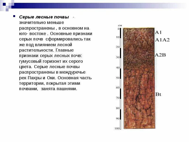 Почвенный профиль серой Лесной почвы. Профиль серые Лесные осолоделые почвы. Серые Лесные почвы профиль почвы. Структура гумусового горизонта серых лесных почв. Состав серых лесных почв