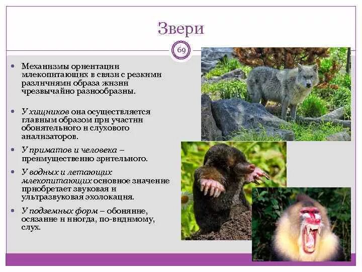 Осязание млекопитающих