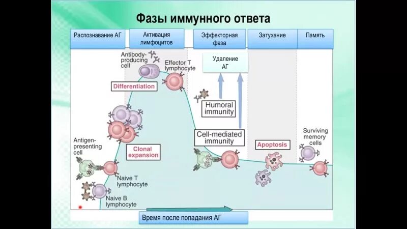 Эффекторные клетки т лимфоцитов. Фазы иммунного ответа схема. Стадии адаптивного иммунного ответа. Фазы развития иммунного ответа. Фазы адаптивного иммунного ответа схема.