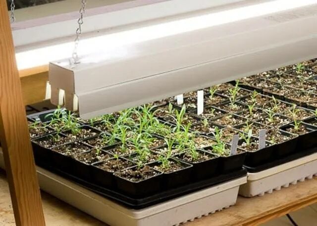 Досвечивание рассады. Подсветка для рассады. Лампа general 6500k 40 вт для досвечивания рассады. Фитолампа gu10 для растений. Фитосветильник растущий светильник 16 вт.