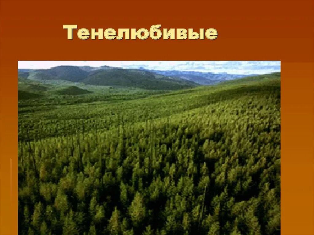 Климат зон хвойных лесов. Тайга (хвойные леса) Сыктывкар. Тайга природная зона. Природные ресурсы тайги в в Северной Америке. Зона Северной тайги России.