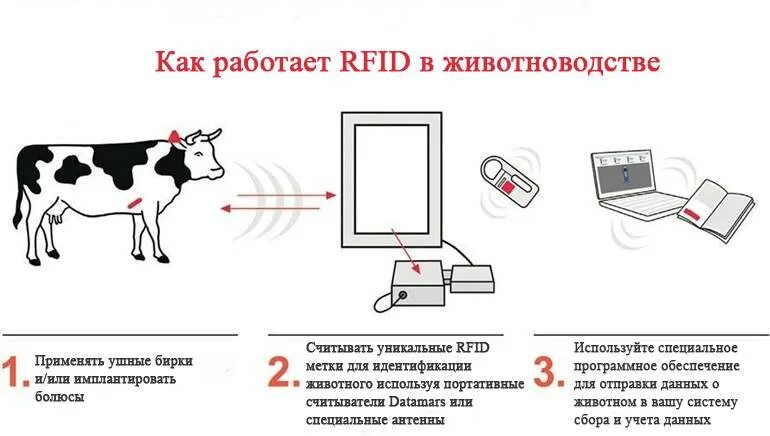 Система мониторинга животных. Rfid-система идентификации животных. rfid технологии в животноводстве. rfid датчики на крс. система идентификации коров.